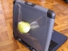 apple