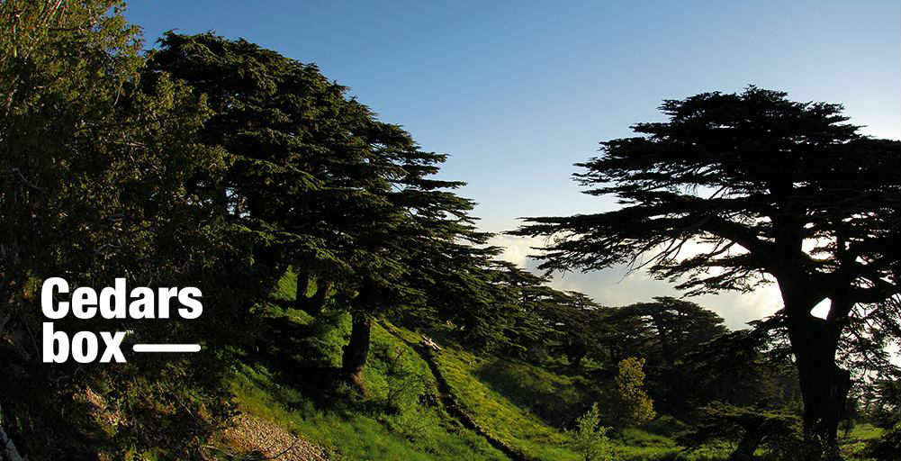 UberCEDARS Plant Your Own Cedar Tree