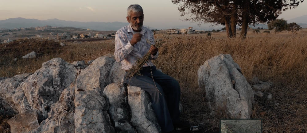 For The Love of Zaatar (Thyme) | Blog Baladi