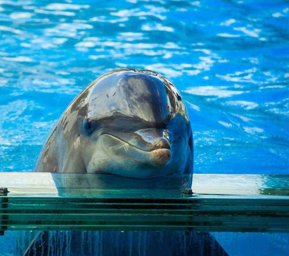 say-no-to-the-dolphin-show-blog-baladi