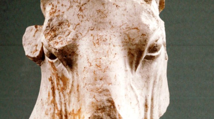 Marble Bull’s Head From The Temple of Echmoun Recovered by the Ministry of Culture