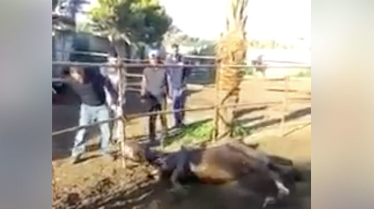 Brutally Beaten Horse in Tripoli Rescued by Animals Lebanon