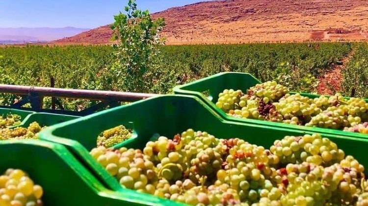 Lebanon Needs You to Buy Its Wines