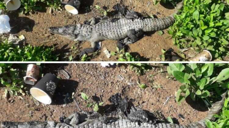 Dead Crocodile Found Near Cola Area in Beirut